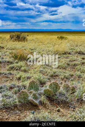 Kaktus, Plains Kaktusbirne Opuntia polyacantha, Natur USA. Great Sand Dunes NP, Colorado, USA Stockfoto