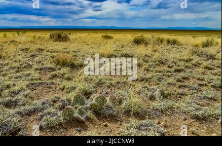 Kaktus, Plains Kaktusbirne Opuntia polyacantha, Natur USA. Great Sand Dunes NP, Colorado, USA Stockfoto