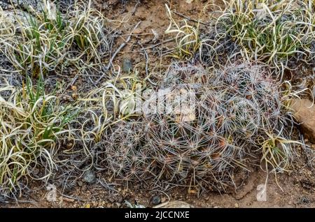 Wüstenkakteen, Sukkulenten Escobaria sp., Great Sand Dunes National Park mit Bergen im Hintergrund, Colorado, USA Stockfoto