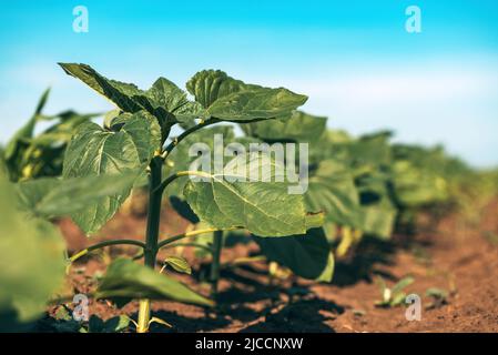 Gewöhnliche Sonnenblumen (Helianthus annuus) sprießen auf kultiviertem Feld, niedrige Winkelansicht, selektiver Fokus Stockfoto