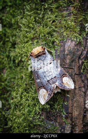 Buff-tipp Motte Stockfoto