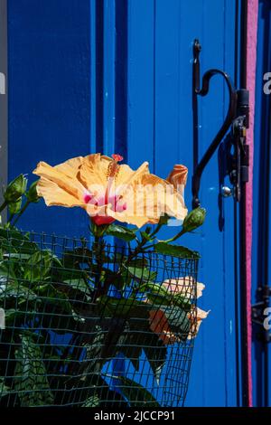 Fenster mit Pflanzen und Blumen in verschiedenen Farben an der blauen Wand Stockfoto