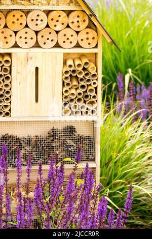 Hotelgarten mit Insekten, Tierheim in blühenden Blumen, Salvias Stockfoto