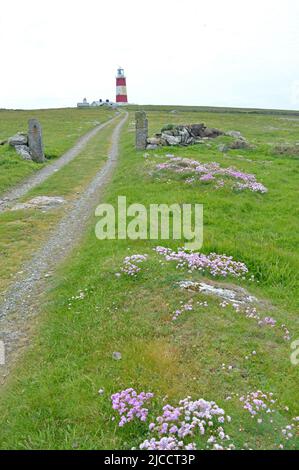 Bardsey Island Leuchtturm und blühender Thrift Stockfoto