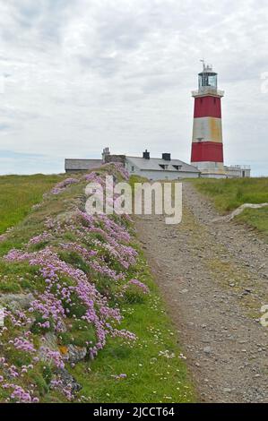 Bardsey Island Leuchtturm und blühender Thrift Stockfoto