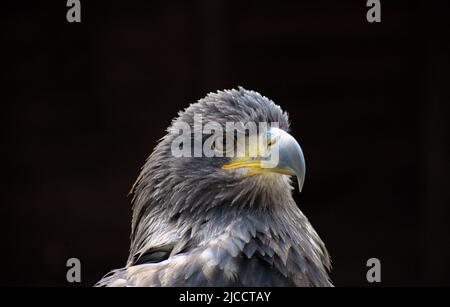 Porträt des jungen Weißkopfseeadlers Stockfoto