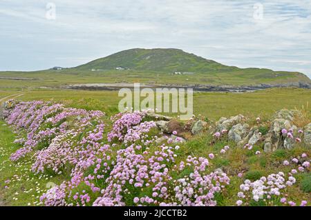 Bardsey Island Leuchtturm und blühender Thrift Stockfoto