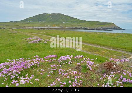 Bardsey Island Leuchtturm und blühender Thrift Stockfoto