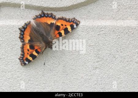 Kleiner Schildpatt-Schmetterling auf einem Grab auf dem alten Friedhof von Southampton Stockfoto