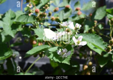 Weißer Schmetterling auf einem blühenden Brombeerbusch Stockfoto