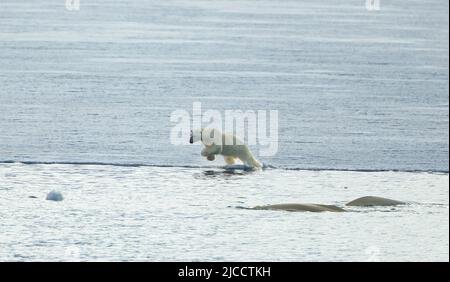 Eisbär (Ursus maritimus) springt in den Ozean, während er Beluga-Wale (Delphinapterus leucas) jagt Stockfoto
