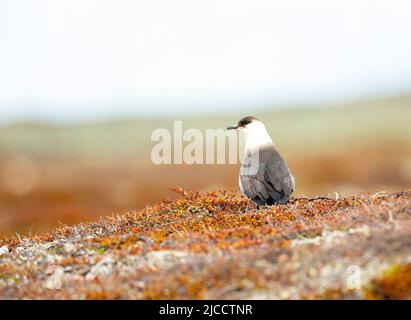 Parasitärer Jaeger oder Arctic Skua, arktischer Jeager (Stercorarius parasiticus) Stockfoto