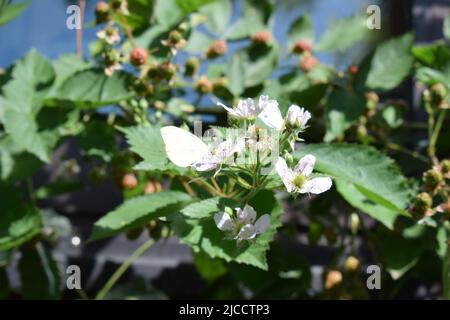 Weißer Schmetterling auf einem blühenden Brombeerbusch Stockfoto