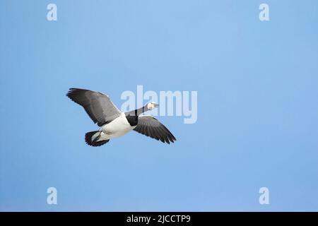 Barnacle Gans (Branta leucopsis Stockfoto