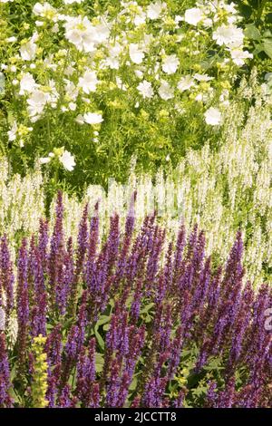 Lila weiß, Garten, Wiesenweide, Salvia nemorosa, Malva moschata Alba, Malva Alba Salvias Stockfoto