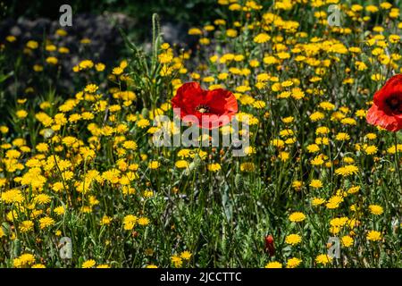 Im Frühling blühen wilde Frühlingsblumen, rote Mohnblumen (Papaver Rhoeas) und gelber, glatter Weißbart (Crepis capillaris) Stockfoto