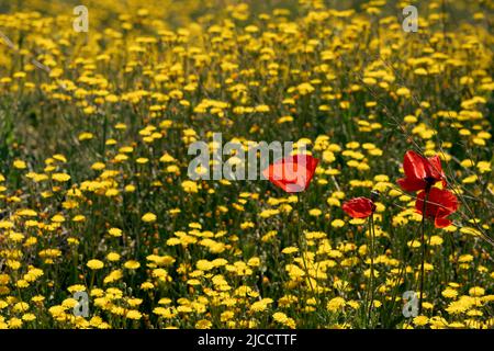 Im Frühling blühen wilde Frühlingsblumen, rote Mohnblumen (Papaver Rhoeas) und gelber, glatter Weißbart (Crepis capillaris) Stockfoto