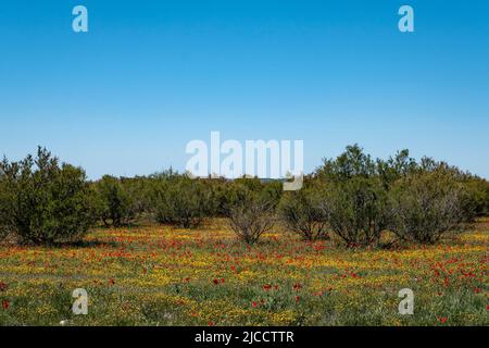 Rote und gelbe Frühlingsblumen (Papaver-Rhoeas und Crepis capillaris) im Tamariskenwald (Tamarix canariensis) Stockfoto