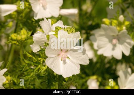 Malva moschata Alba, Blume, Weiß, Blüten, Malva Alba, Malva moschata, Moschus Malve, Blumen Stockfoto