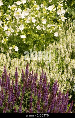 Weiß, Salbei, Salvia nemorosa Adrian, Wiesensalbei, Moschusmalve, Malva moschata, Malva Alba, Salvias Stockfoto