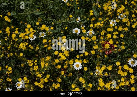Wilde Frühlingsblumen (gelber, glatter Weißbart und weißer anacyclus) blühen im Frühling Stockfoto