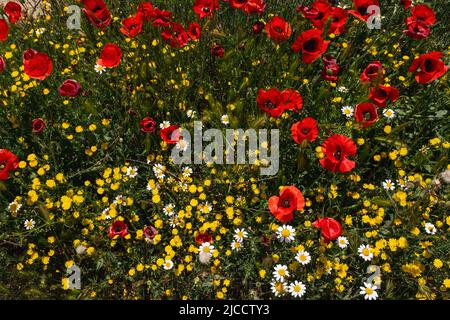Wilde Frühlingsblumen (rote Mohnblumen, gelber glatter Hagebart und weißer anacyclus) blühen im Frühling Stockfoto