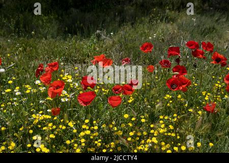 Im Frühling blühen wilde Frühlingsblumen, rote Mohnblumen (Papaver Rhoeas) und gelber, glatter Weißbart (Crepis capillaris) Stockfoto