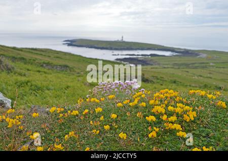 Bardsey Island Leuchtturm und blühender Thrift Stockfoto