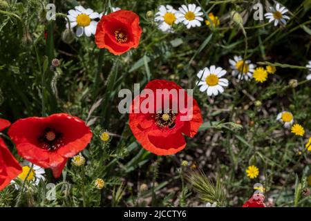 Rote Mohnblumen (Papaver rhoeas) blühen auf den Frühlingsfeldern Stockfoto