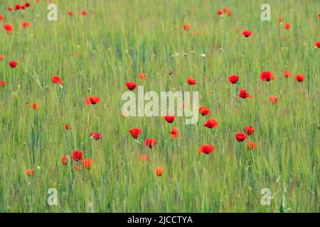 Rote Mohnblumen (Papaver rhoeas) blühen im grünen Weizenfeld Stockfoto