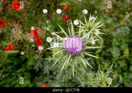 Mariendistel (Silybum marianum) Blütenpulle blüht im Frühjahr, Draufsicht Stockfoto