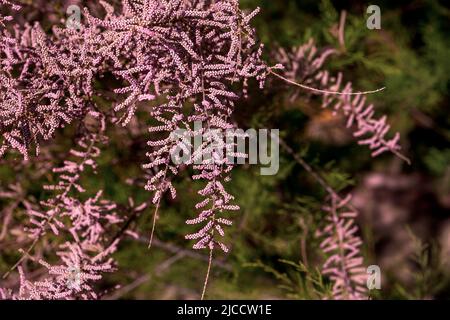 Tamarix chinensis oder chinesische tamarix rosa Blüten blühen im Frühling Stockfoto