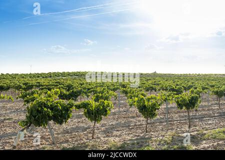 Weinanbaugebiete mit reifen weißen Trauben in der Erntezeit Stockfoto