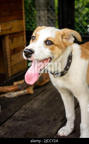 Fröhlich fröhlich fröhlichen Welpen in der Voliere. Stockfoto