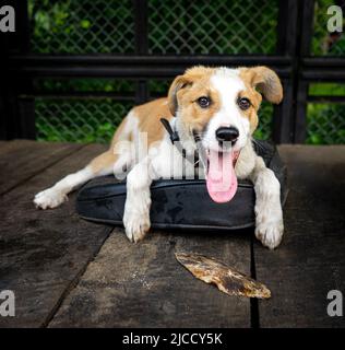 Fröhlich fröhlich fröhlichen Welpen in der Voliere. Stockfoto