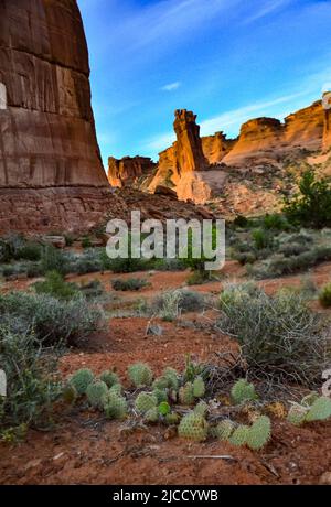 Kakteen, Yuccas und verschiedene Wüstenpflanzen vor dem Hintergrund einer Erosionslandschaft im Frühjahr. Colorado USA Stockfoto