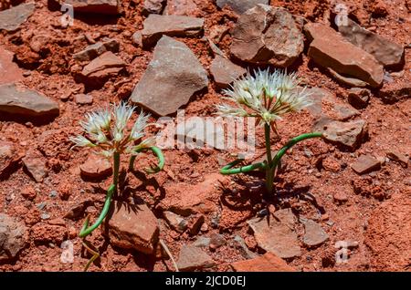 Wild blühende Pflanzen im Frühling in den Bergen im Norden von Utah im Canyonlands National Park, USA Stockfoto