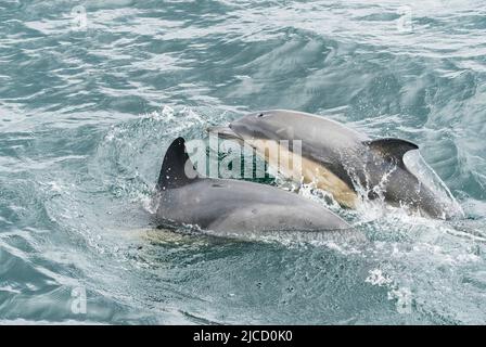 Kurzschnabeltier, Delphinus delphis, Nahaufnahme von zwei im Meer schwimmenden Tieren, Isle of Skye, Schottland, Großbritannien, 29. Mai 2022 Stockfoto