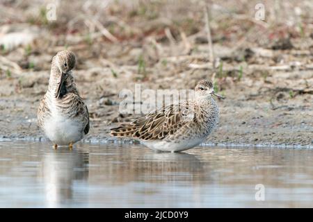 Ruff, Calidris pugnax, zwei Vögel stehen im flachen Wasser, Donaudelta, Rumänien, 28. April 2022 Stockfoto