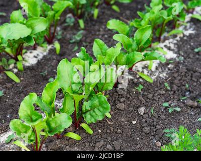 Frische junge Rüben, die in einem Gemüsegarten wachsen Stockfoto