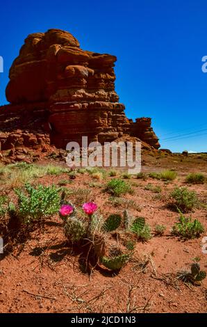 Blühende Kaktuspflanzen, rosa Blüten von Opuntia polyacantha im Canyonlands National Park, Utha USA Stockfoto