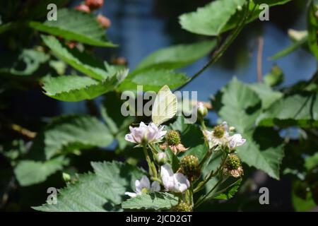 Weißer Schmetterling auf einem blühenden Brombeerbusch Stockfoto
