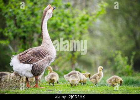 Herde junger Gänse mit ausgewachsener Gans, die im Garten grasen Stockfoto