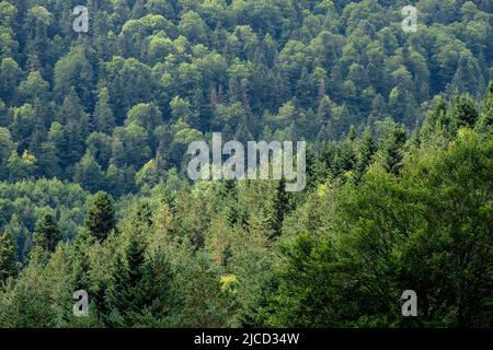 Grüner Laub- und Nadelwald in Selva de Oza, Valle de Hecho, Naturpark der westlichen Täler, Aragonische Pyrenäen, Provinz Huesca, Sp Stockfoto