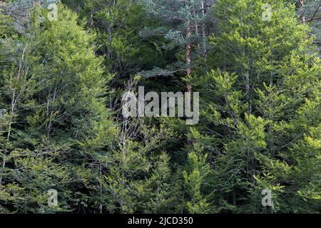 Grüner Laub- und Nadelwald in Selva de Oza, Valle de Hecho, Naturpark der westlichen Täler, Aragonische Pyrenäen, Provinz Huesca, Sp Stockfoto