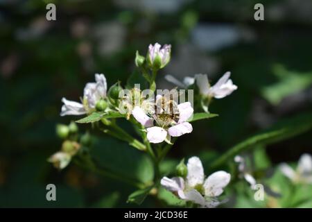 Biene auf Brombeerblüten Stockfoto