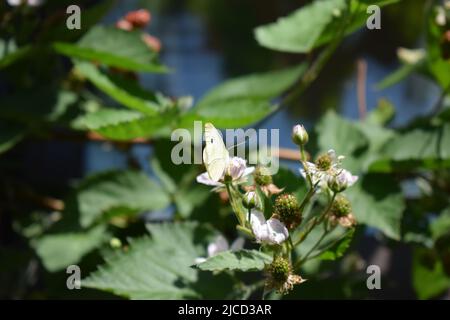 Weißer Schmetterling auf einem blühenden Brombeerbusch Stockfoto