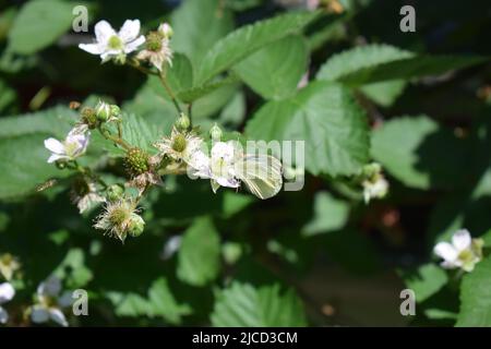 Weißer Schmetterling auf einem blühenden Brombeerbusch Stockfoto