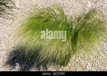 Gras wächst aus Kies, Garten trocken Ort Stipa pulcherrima Goldene Feder Gras Stockfoto