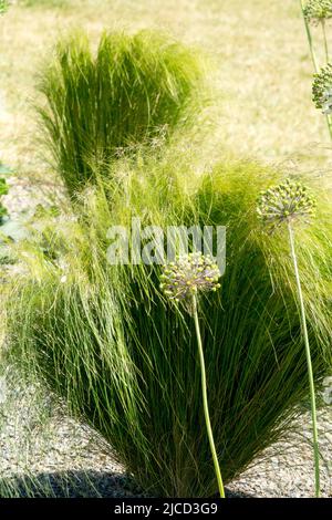 Moderne Gartengräser, Stipa, Klumpen, Garten, Allium, Blumenkopf, Stipa Pulcherrima Goldene Feder Gras, Pflanze Stockfoto